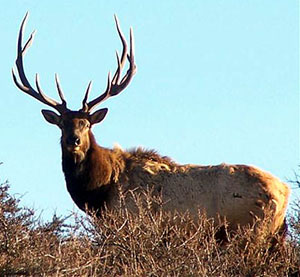 elk.jpg (35408 bytes)